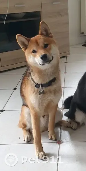 Chien Shiba Inu Perdu - Craponne - photo