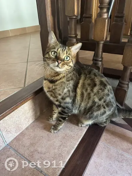 Chat Bengal perdu à Cagnes - photo