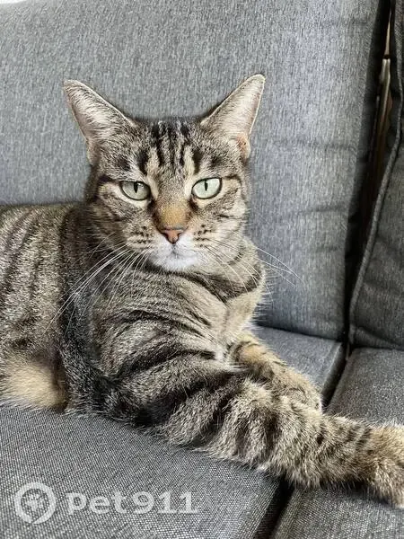 Chat Flex perdu à La Clusaz - photo