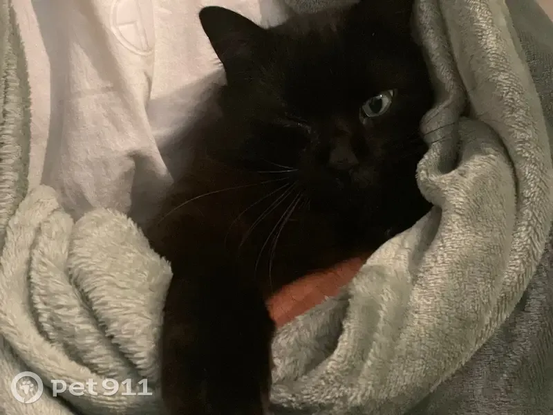 Chat noir/roux perdu à Mérignac - photo