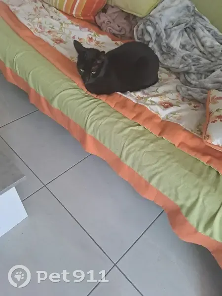 Oslo, chat noir perdu à Bischheim - photo