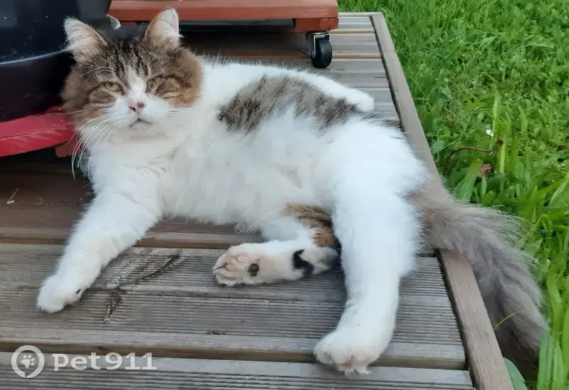 Chat blanc/gris perdu à Berck - photo