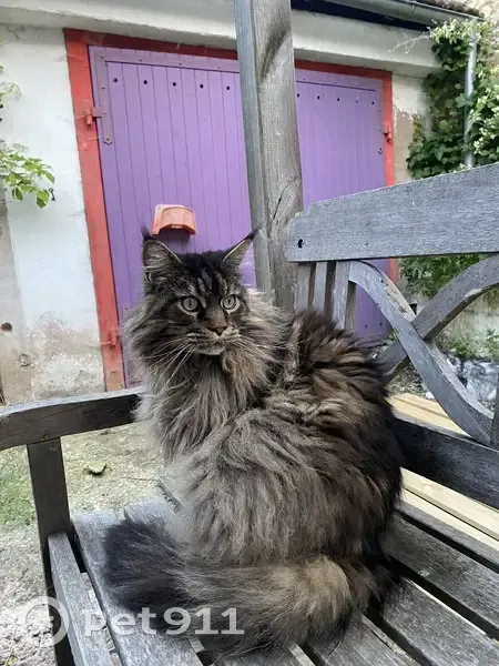 Chat Maine Coon perdu à Dahlenheim - photo