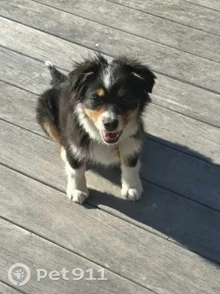 Perdue: Chiot Berger Américain - photo