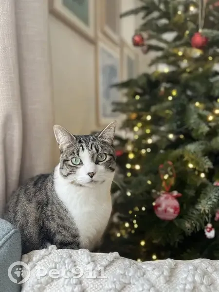Chat tigré perdu à Clamart - photo