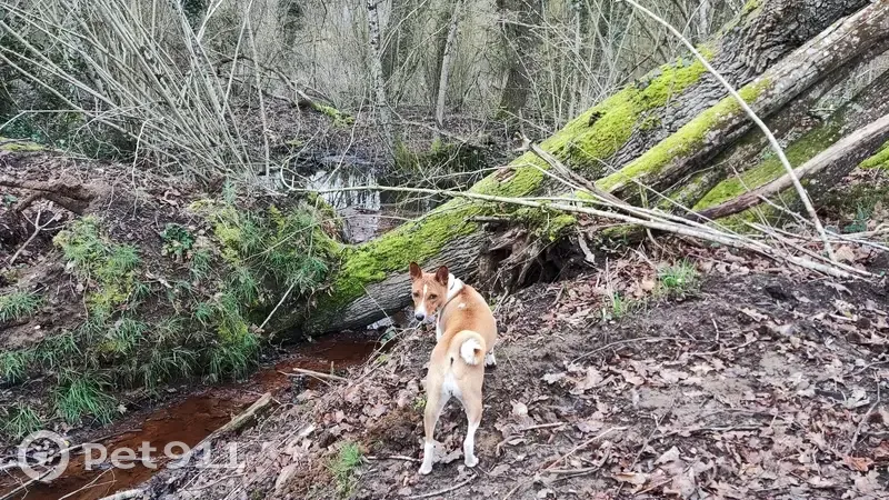 Basenji perdu à Requeil - photo
