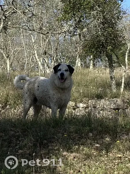 Chien Croisé Patou Perdu - photo