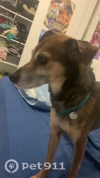 Chien marron/noir trouvé D958 - photo