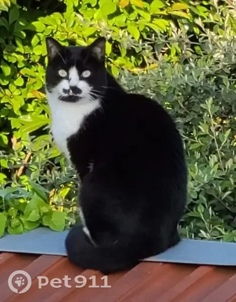 Plume, chatte noire/blanche perdue - photo