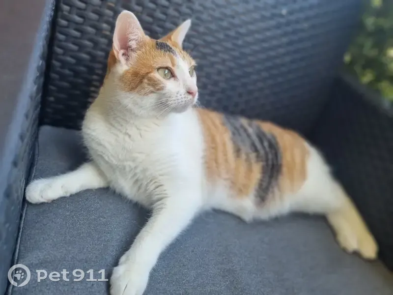 Chat tricolore perdu à Domène - photo