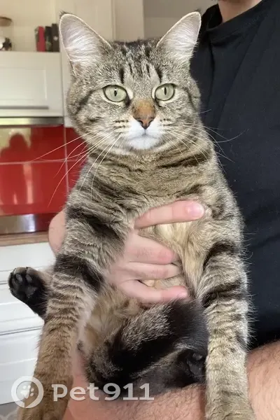 Chatte câline trouvée à L'Union - photo