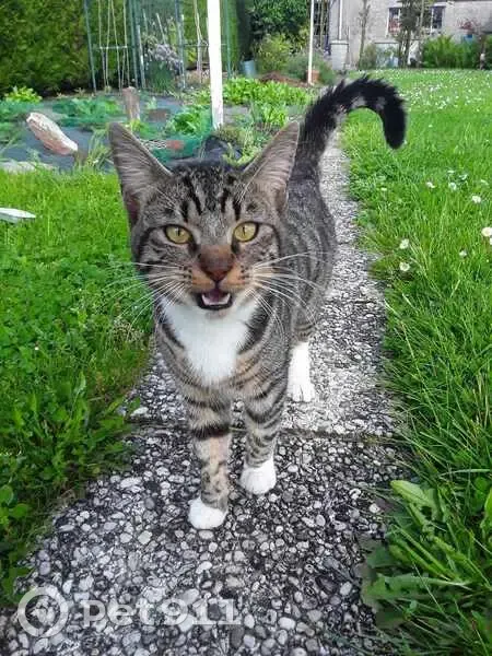 Chat trouvé Garçon, Wingles (ff507628) - photo