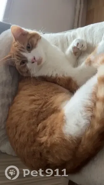 Chat disparu Garçon, Pontarlier (fl507629) - photo
