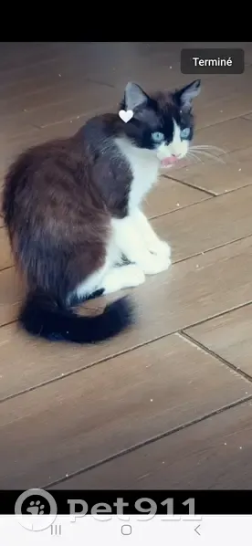 Chat disparu Garçon, Saint-Laurent-Médoc (fl507634) - photo