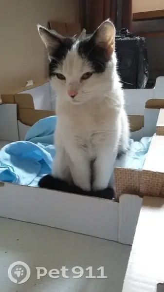 Chat trouvé Fille, Sarcelles (ff507635) - photo