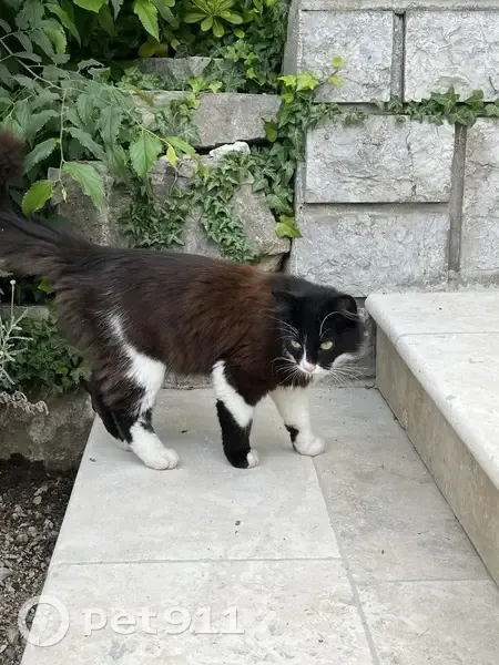 Chat trouvé Garçon, Crest (ff507636) - photo