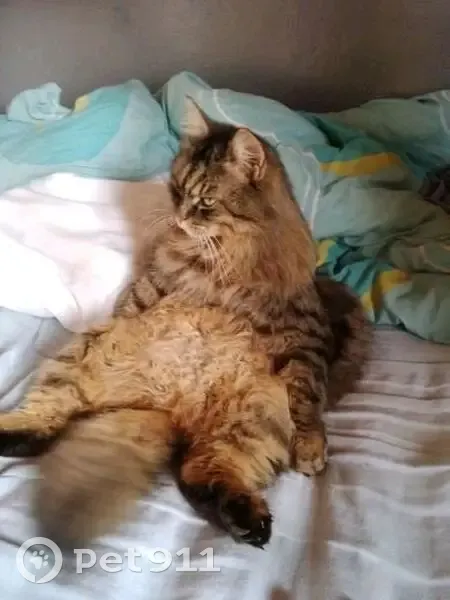 Chat disparu Garçon, Taninges (fl507648) - photo