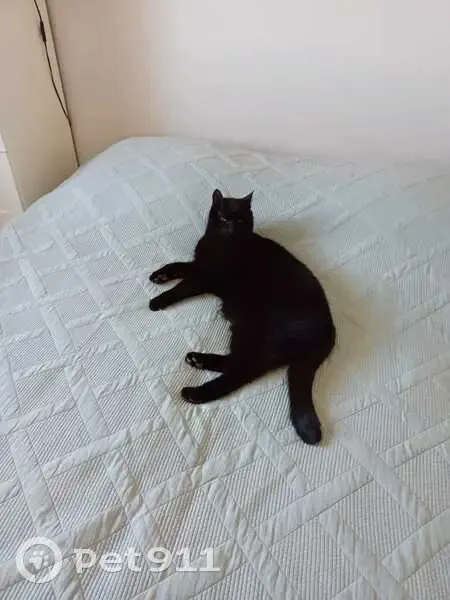 Chat disparu Garçon, Saint-Laurent-de-Mure (fl507653) - photo