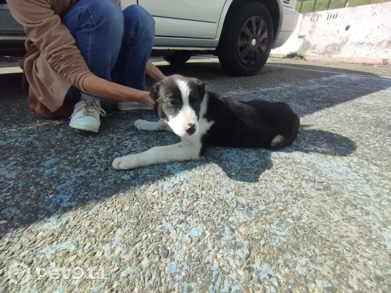 Chien trouvé Garçon (ff507655) - photo