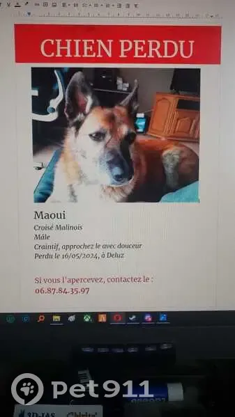 Chien disparu Garçon (fl507666) - photo