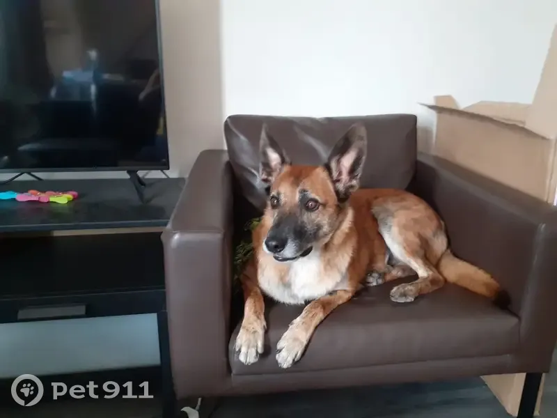 Chien disparu Garçon (fl507668) - photo