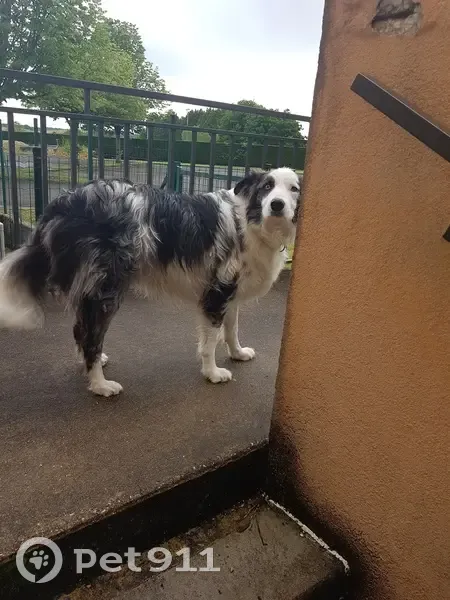Chien trouvé Garçon (ff507676) - photo