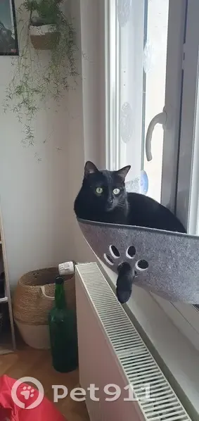 Chat disparu Garçon (fl507683) - photo