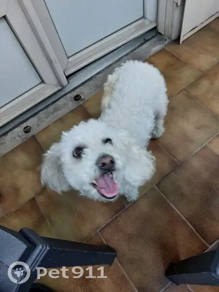 Chien trouvé Fille, Bondy (ff507685) - photo