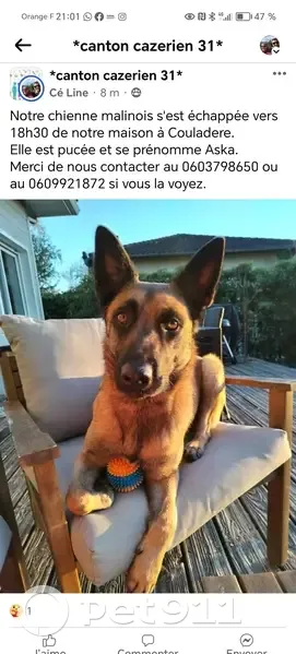 Chien disparu Fille (fl507698) - photo
