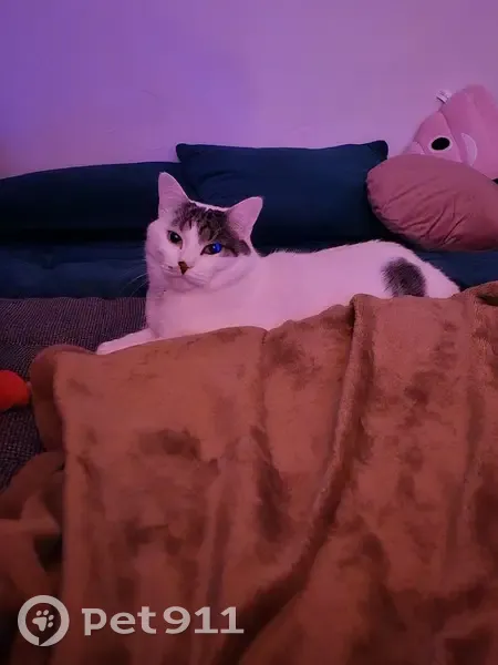 Chat disparu Garçon, Thionville (fl507702) - photo