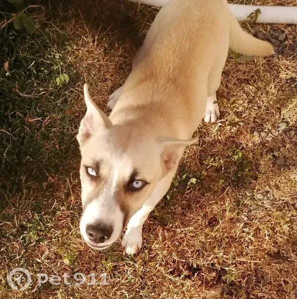 Chien trouvé Garçon (ff507703) - photo