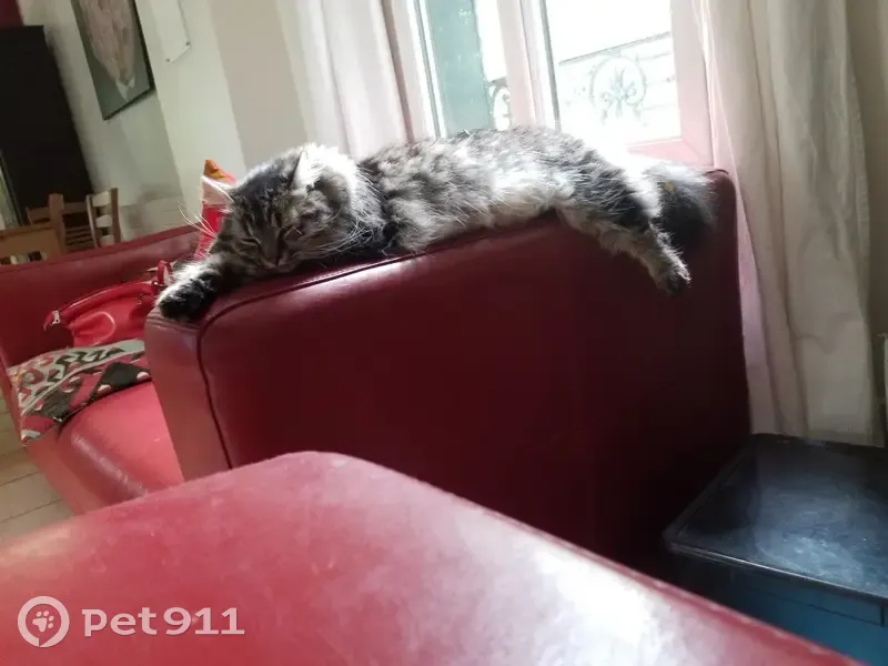 Chat disparu, Vernouillet (fl507705) - photo