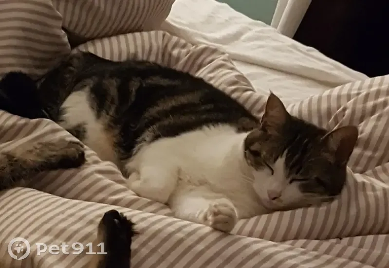 Chat disparu Fille, Toulouse (fl507707) - photo