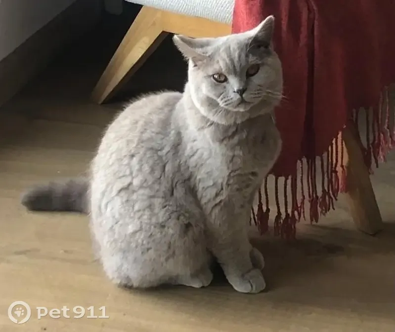 Chat disparu Garçon (fl507709) - photo