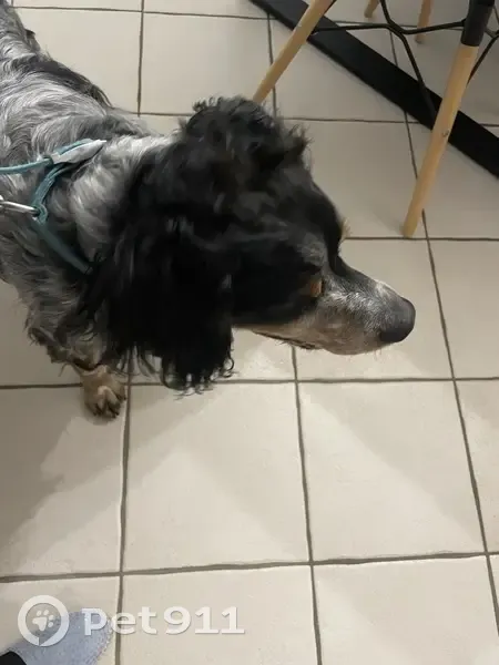 Chien trouvé Garçon (ff507710) - photo