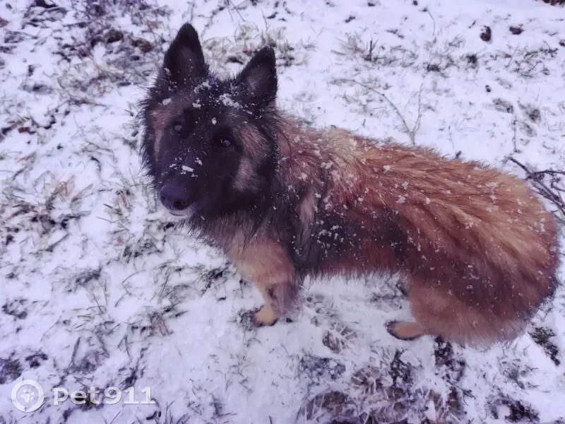 Chien disparu Fille (fl507711) - photo