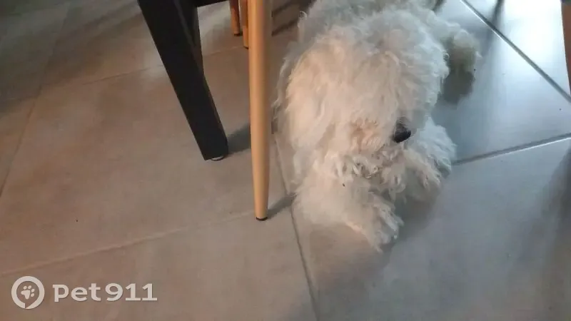 Chien disparu Garçon, Blagnac (fl507715) - photo