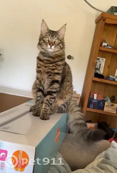 Chat disparu Garçon (fl507722) - photo