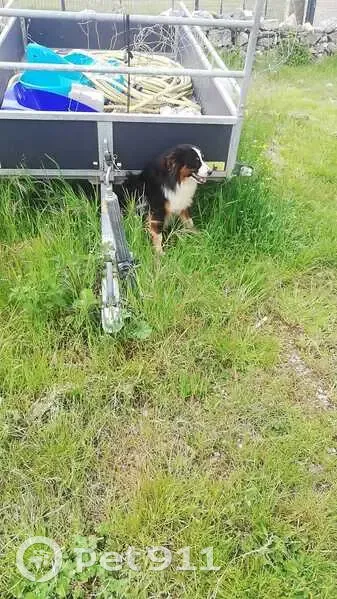 Chien disparu Garçon (fl507743) - photo