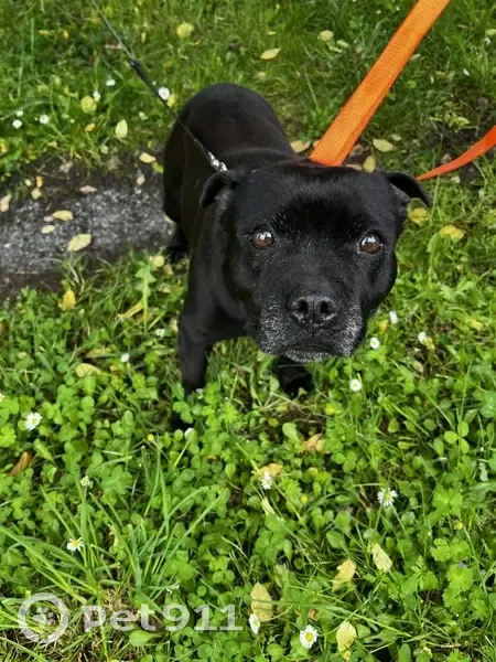 Chien trouvé Fille, Saint-Mariens (ff507765) - photo