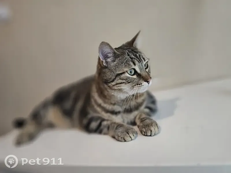 Chat disparu Garçon, Ernée (fl507766) - photo