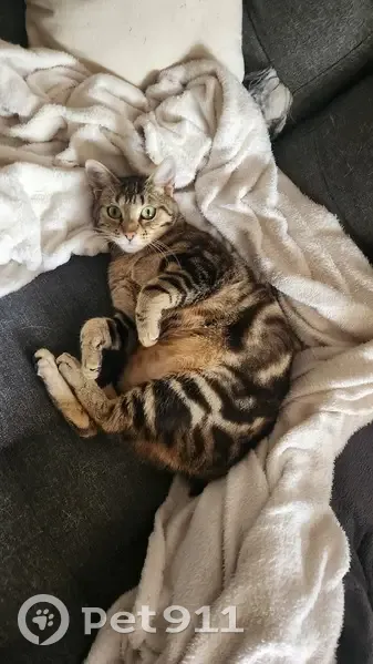 Chat disparu Fille (fl507769) - photo
