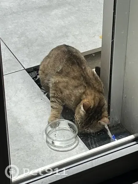 Chat trouvé Garçon, Besançon (ff507770) - photo
