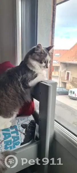 Chat disparu Garçon, Champanges (fl507774) - photo