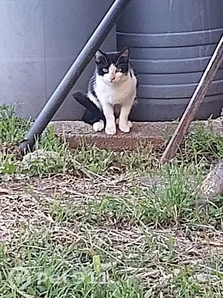 Chat trouvé, Le Cannet (ff507776) - photo