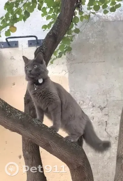 Chat disparu Garçon, Paris (fl507783) - photo