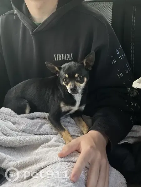Chien trouvé Garçon (ff507785) - photo