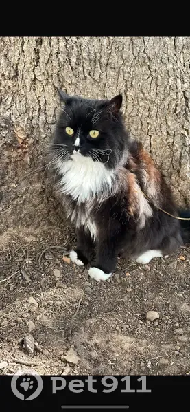 Chat disparu Garçon (fl507786) - photo