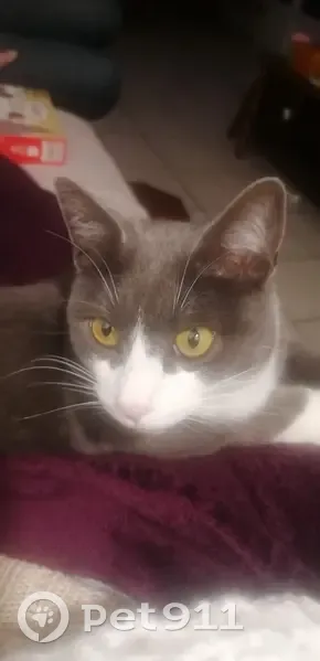 Chat disparu Garçon, Vannes (fl507788) - photo