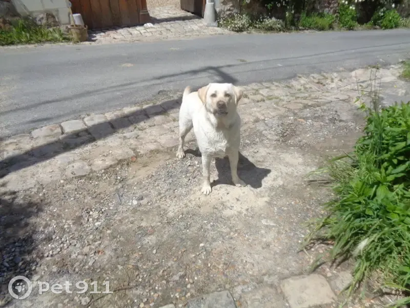 Chien trouvé Garçon (ff507790) - photo